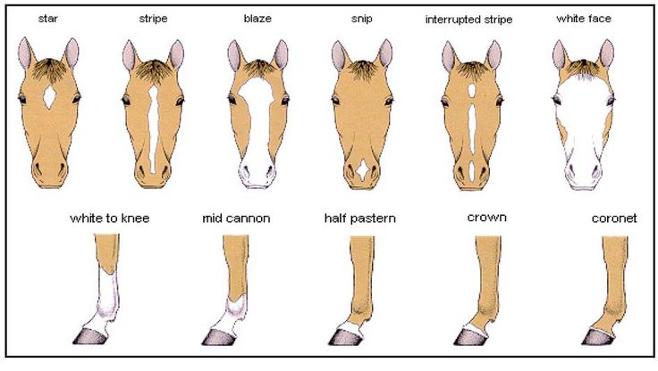 Equine facial markings