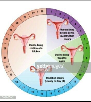 best of Sperm period Calculate female