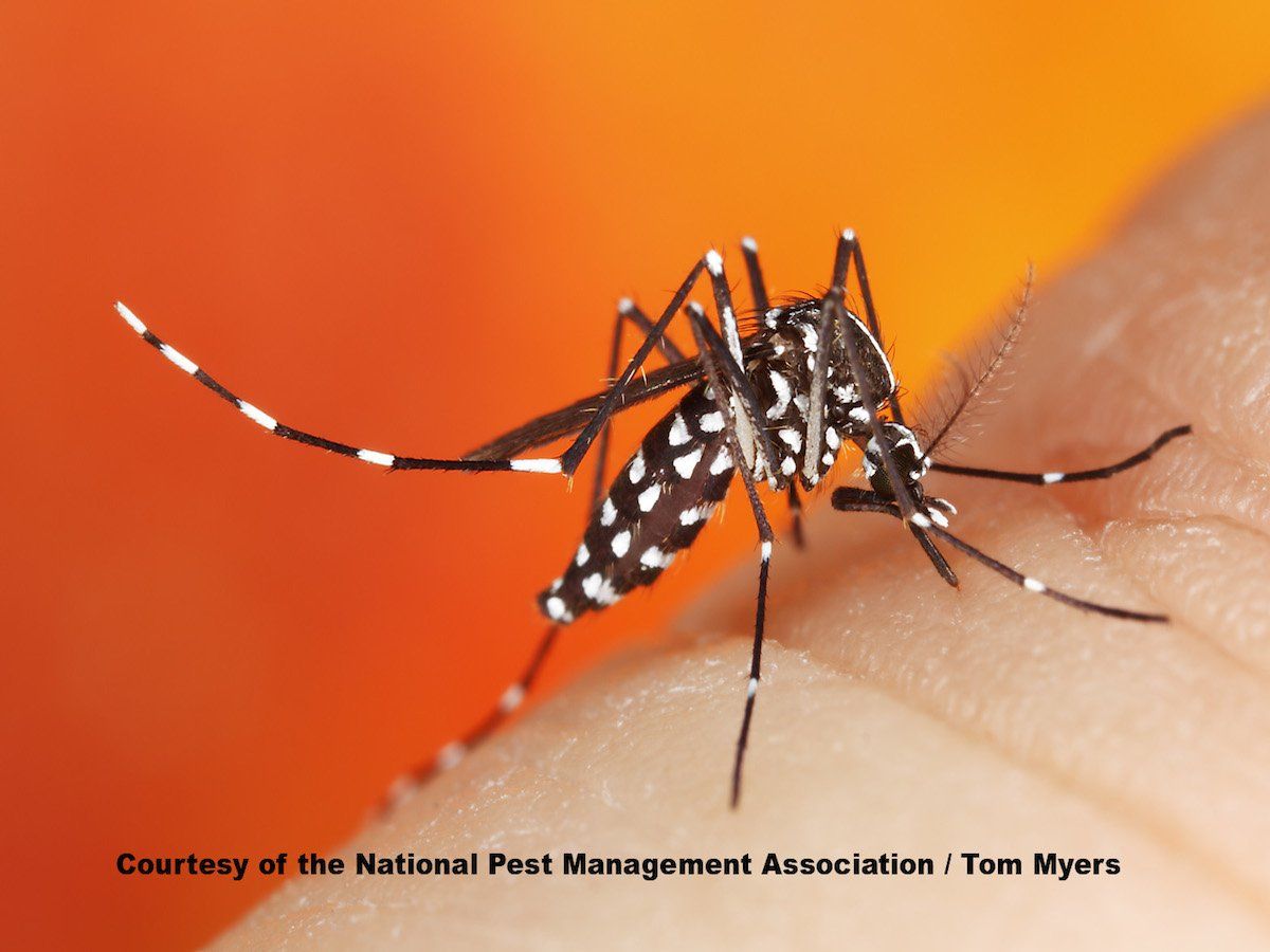 best of Tiger Asian mosquito