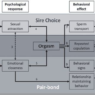 WMD reccomend Female orgasm psychology
