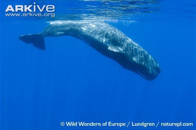 Inventor reccomend Sperm whale diving