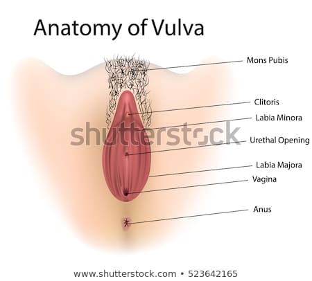 Medical information vulva