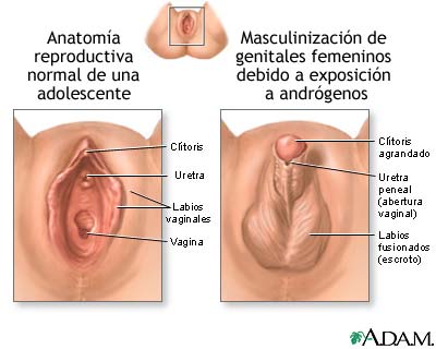 Saint reccomend Medical information vulva
