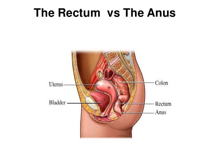 Anus model rectum
