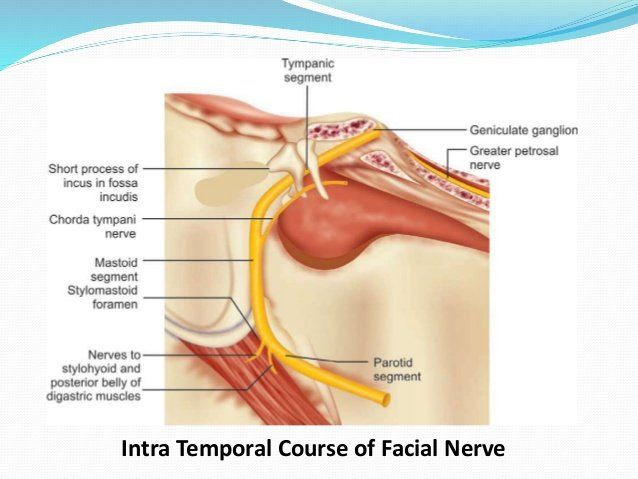 Vi-Vi reccomend Digastric muscle facial nerve