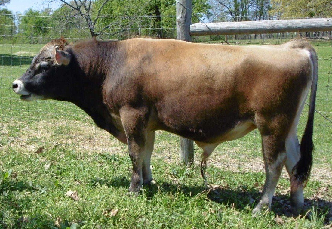 Electric B. reccomend Jersey cow sperm