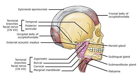 The P. reccomend Parotidectomy with facial nerve