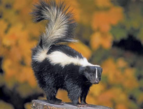 Grenade reccomend Striped skunk winter source for food