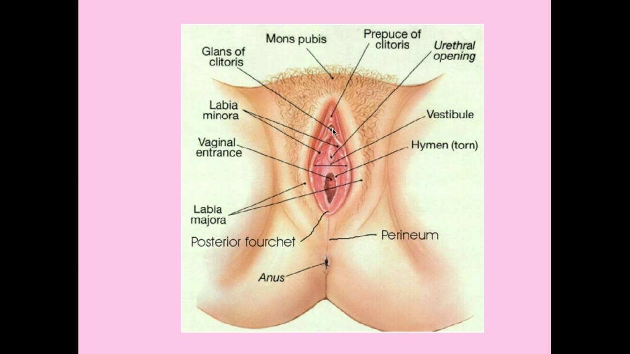Ace reccomend Medical information vulva