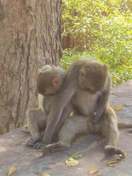 Monkey spank the monkey