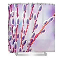 Prawn reccomend Pussy willow shower curtain