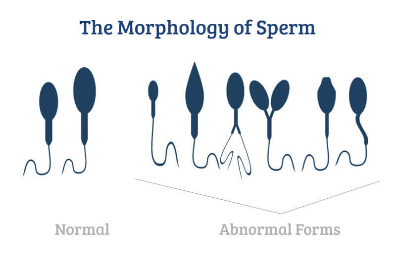 First D. reccomend How fast do males reproduce sperm