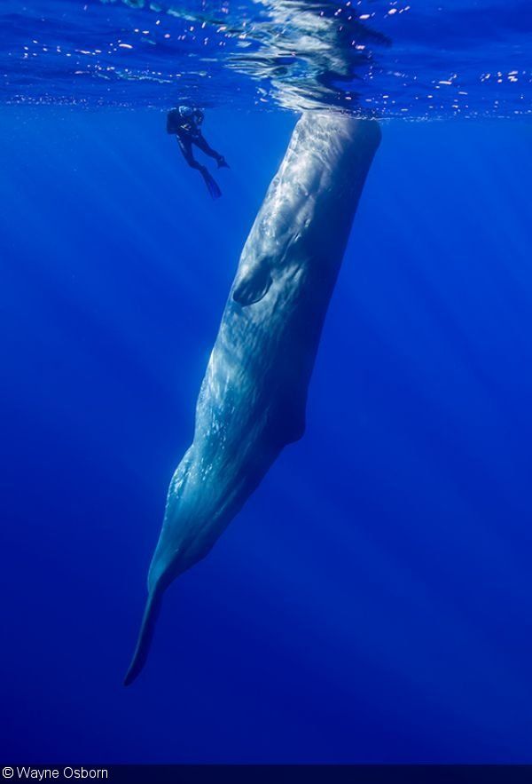 Copycat reccomend Sperm whale diving