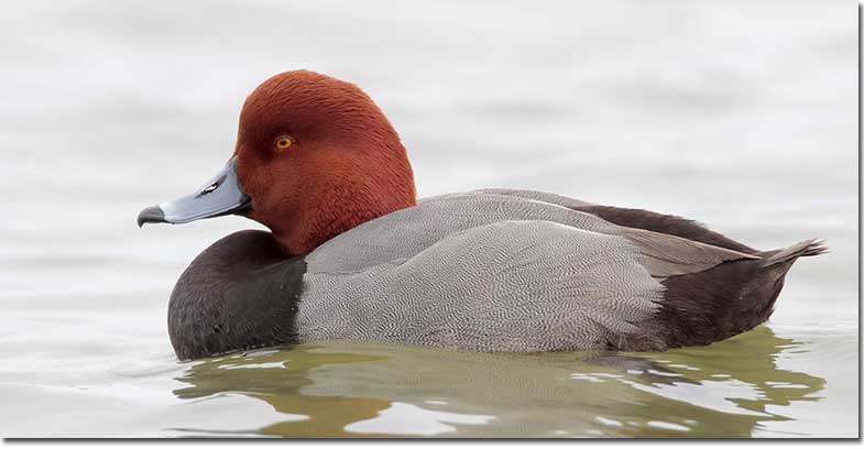 Bullpen reccomend Pictures of redhead ducks