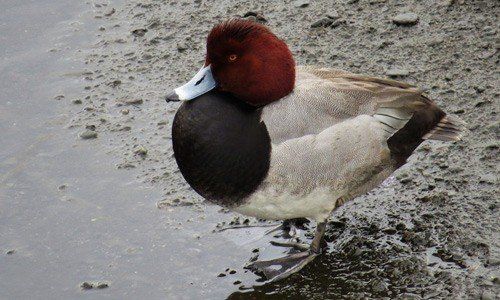 Pictures of redhead ducks