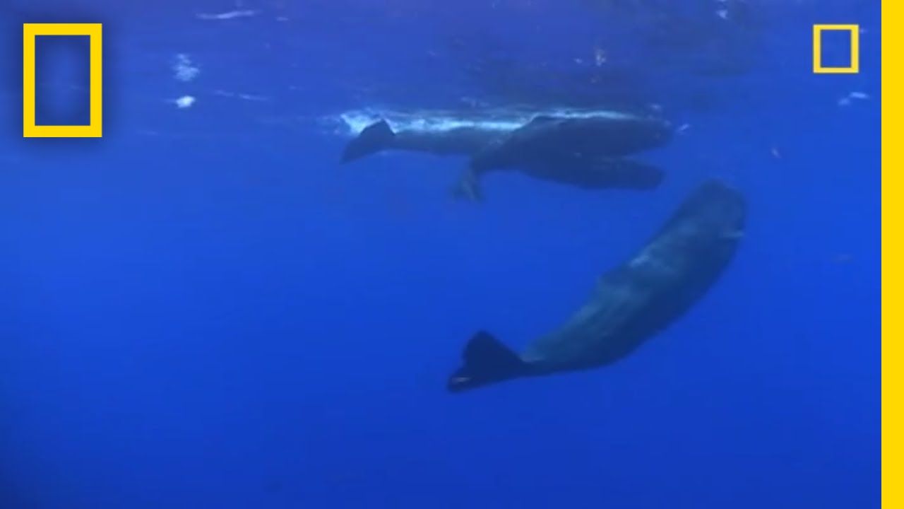 Sperm whale diving