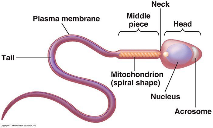 Sperm abnormalities in older men