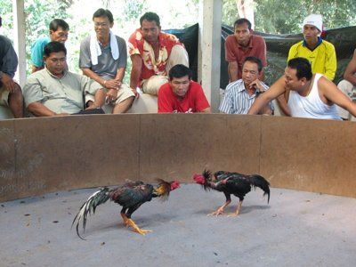 Cock fighting in mexico new