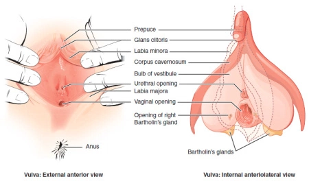 Internal picture of penis inside vagina
