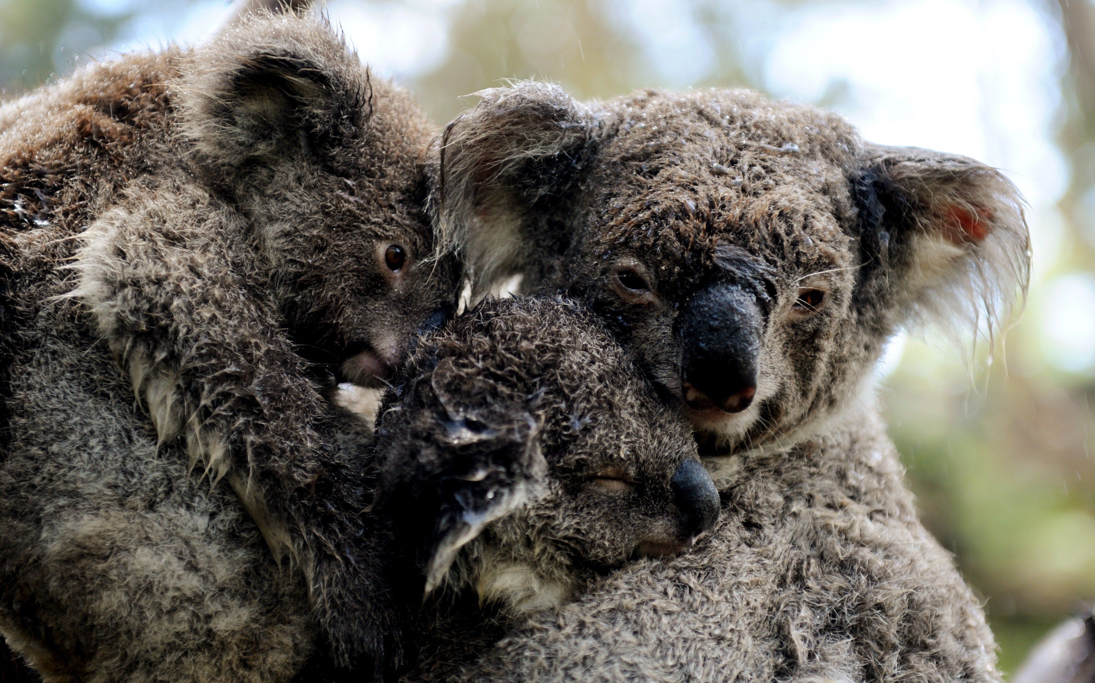 Hard-Drive reccomend Do koalas spank