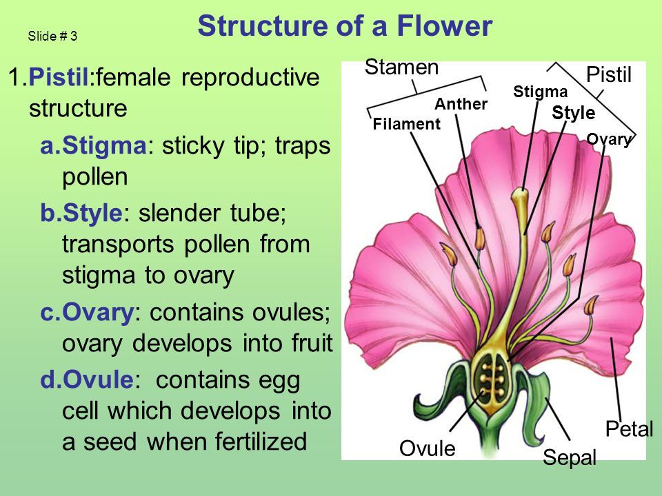 best of Organ Female flower a sex of