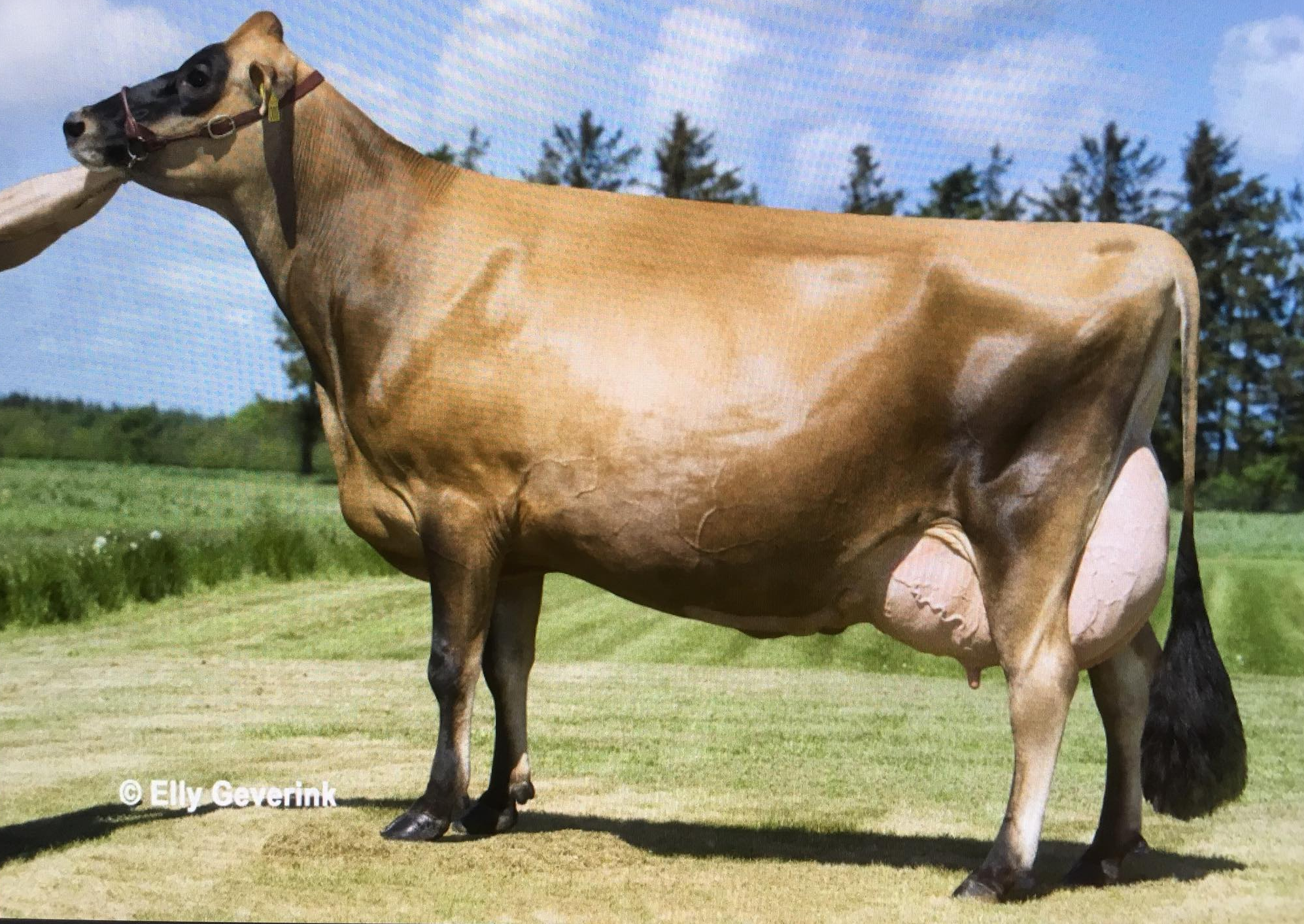 Jersey cow sperm