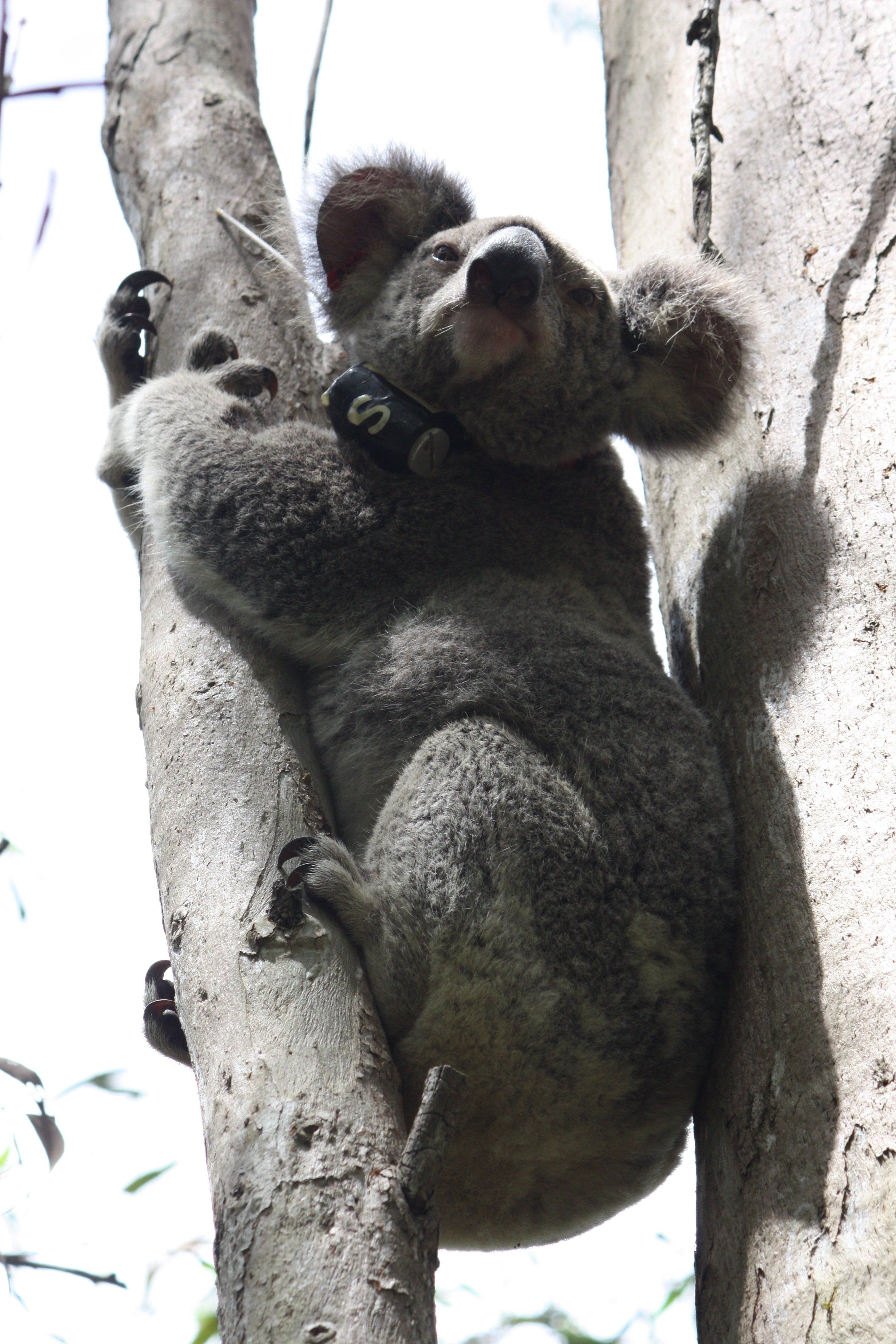 Do koalas spank