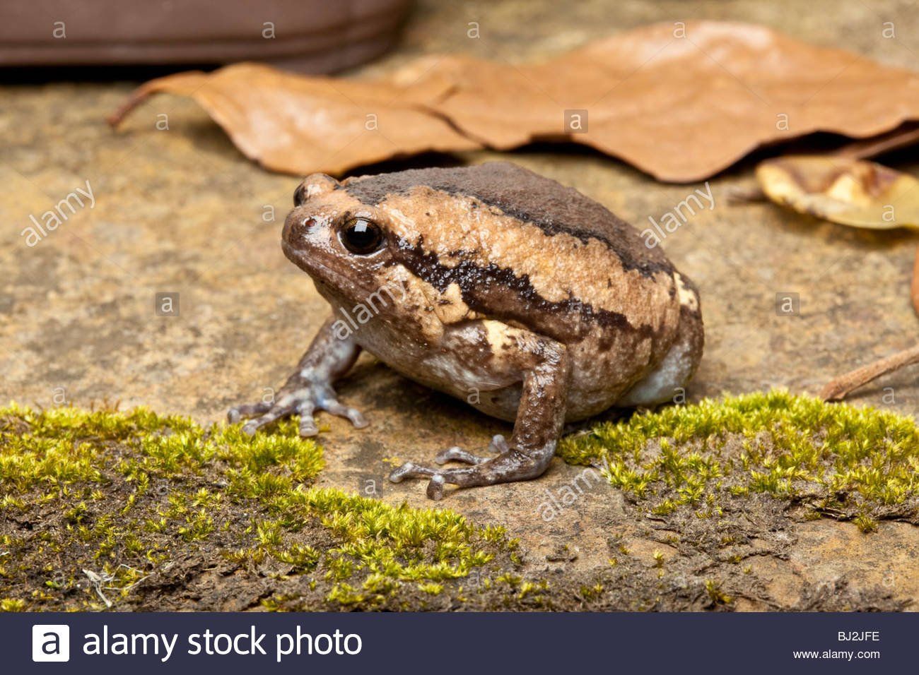 King o. A. reccomend Chubby frog habitas