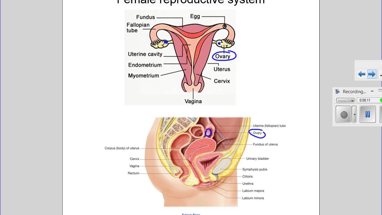 Human femal sperm