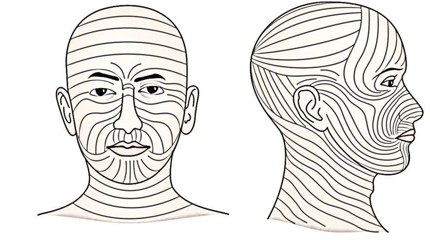 Facial line anatomy