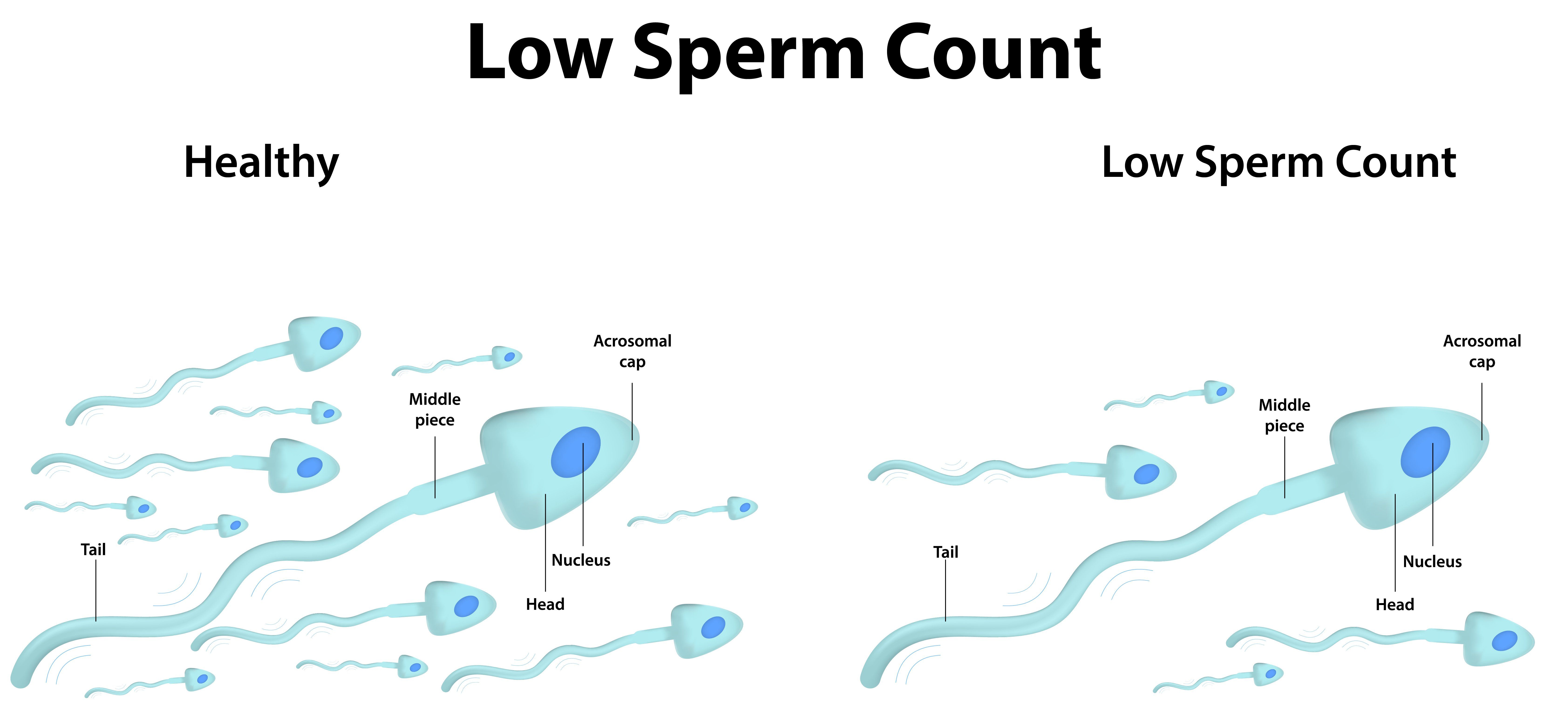 best of Production sperm Male healthy