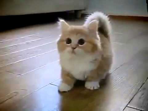 Taze reccomend Midget cat video