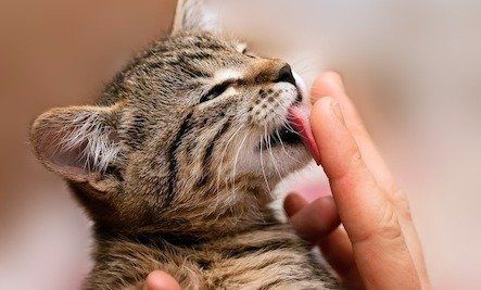 Lick cat all day sex