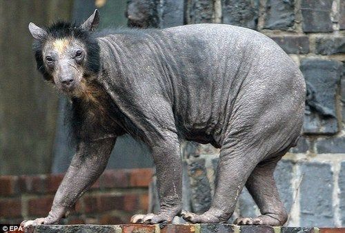 Shaved black bear