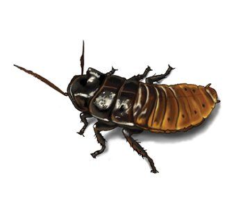 best of Cock roaches hissing Madagascar