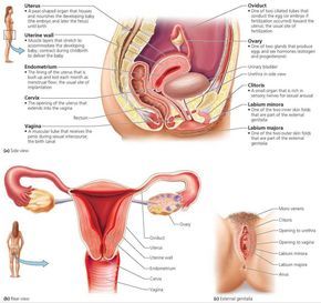 Woman reproductive clitoris