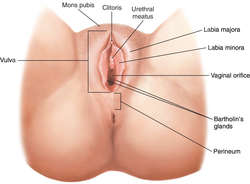 Medical information vulva