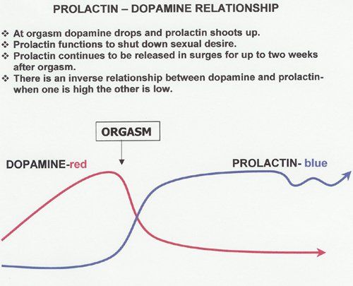 Orgasm brain chemical