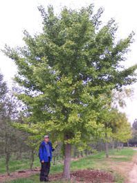 Mature height gingko tree