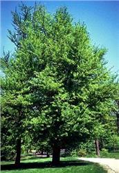 Mature height gingko tree