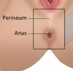 best of Anus the Between the scrotum and