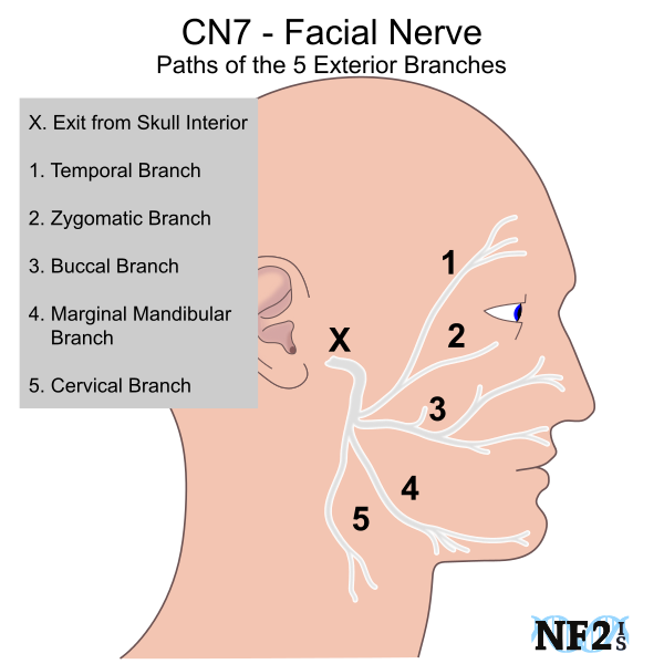best of Facial nerve Branch