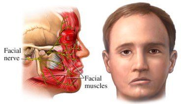 best of Vs Facial muscles muscles involuntary