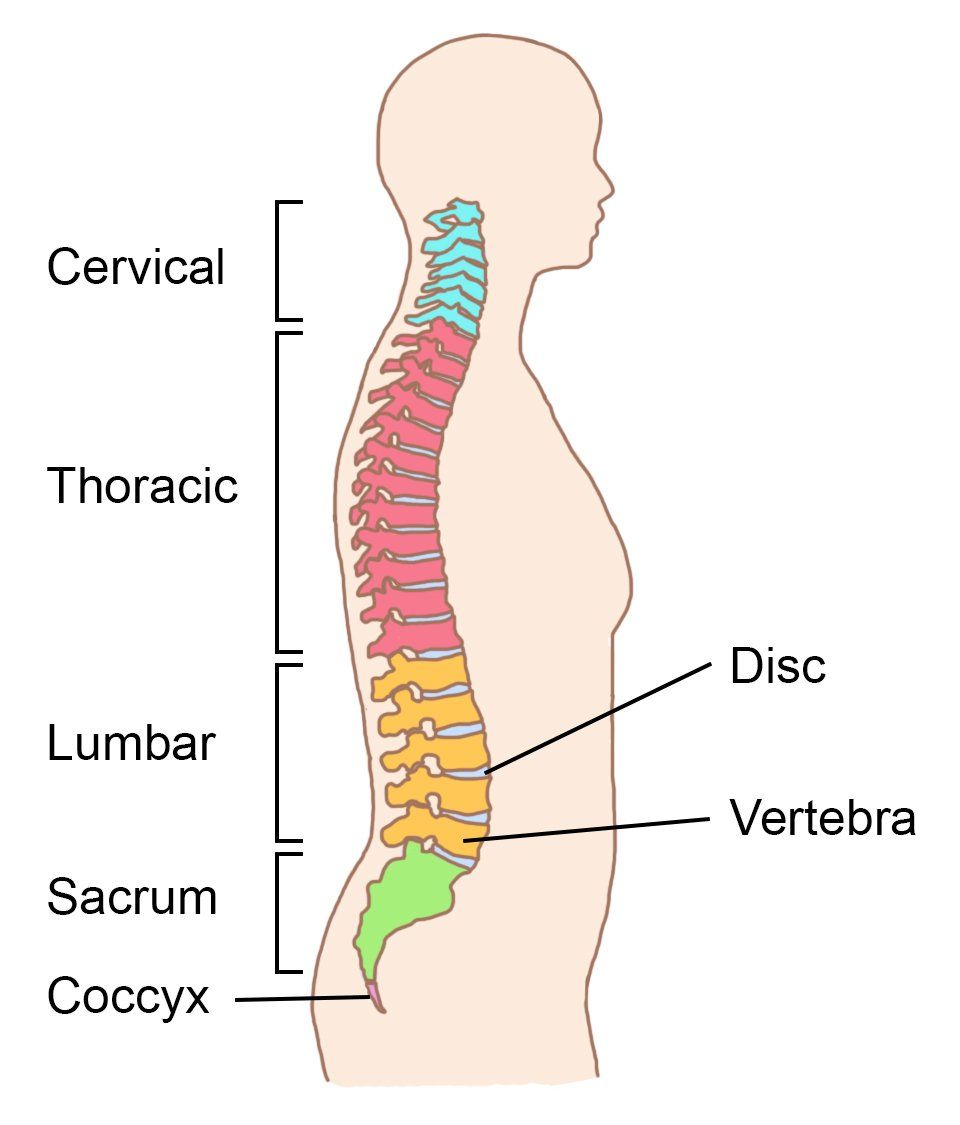 Barbera reccomend Cervix orgasm spinal injury