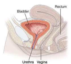 best of The vagina hole Urinating