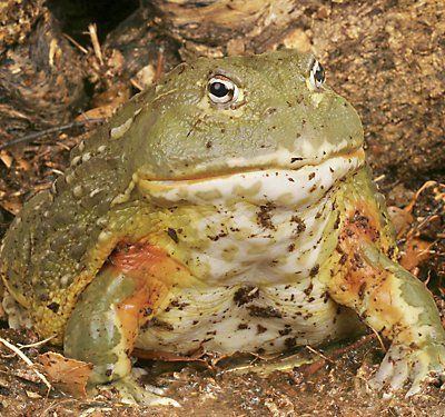 Chubby frog habitas