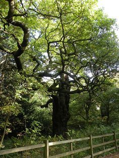 Clip forest sherwood virgin