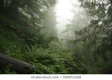 Clip forest sherwood virgin