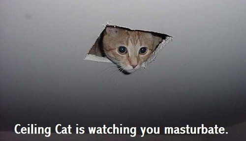 best of Ceiling masturbate Cat
