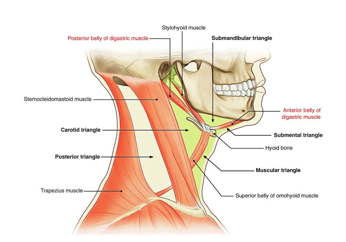 Bull reccomend Digastric muscle facial nerve